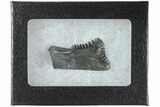 Bizarre Edestus Shark Tooth In Jaw Section - Carboniferous #238486-2